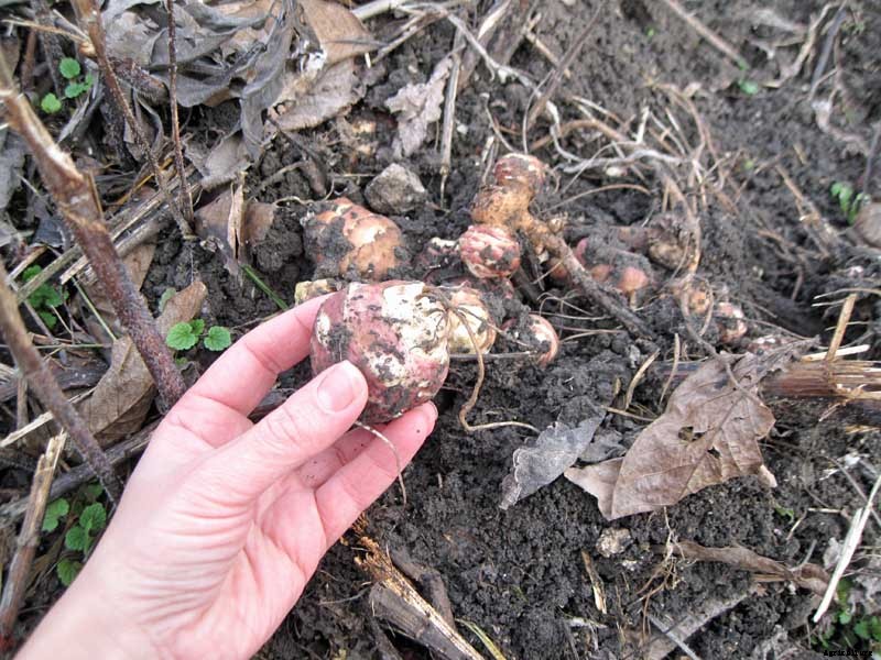 How to Plant and Grow Jerusalem Artichokes (Sunchokes)