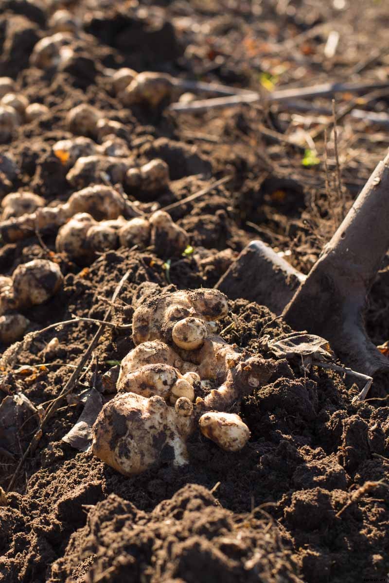 How to Plant and Grow Jerusalem Artichokes (Sunchokes)