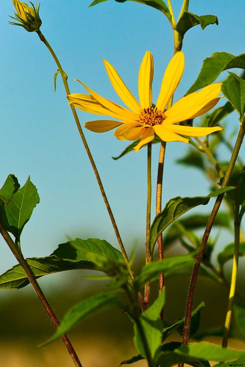 How to Plant and Grow Jerusalem Artichokes (Sunchokes)