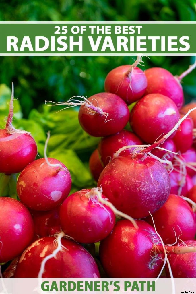 25 of the Best Radish Varieties for Your Veggie Garden