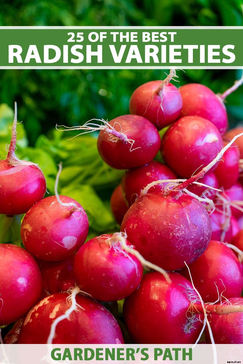 25 of the Best Radish Varieties for Your Veggie Garden