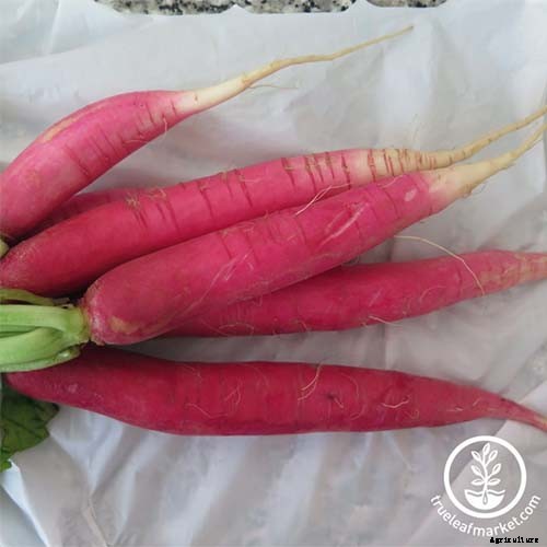 25 of the Best Radish Varieties for Your Veggie Garden