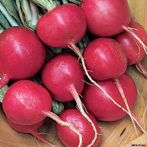 25 of the Best Radish Varieties for Your Veggie Garden