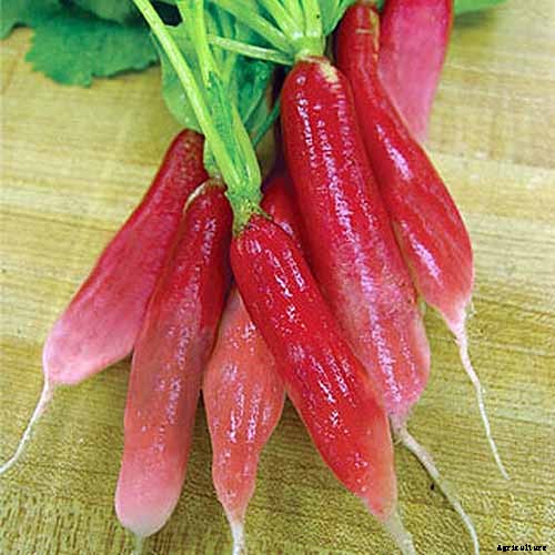 25 of the Best Radish Varieties for Your Veggie Garden