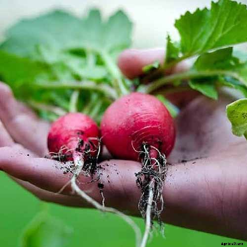 25 of the Best Radish Varieties for Your Veggie Garden