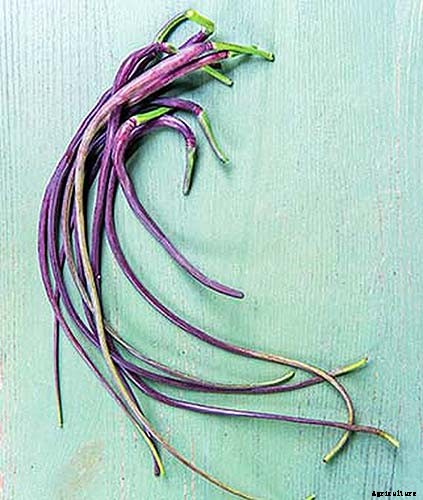 25 of the Best Radish Varieties for Your Veggie Garden