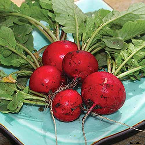 25 of the Best Radish Varieties for Your Veggie Garden
