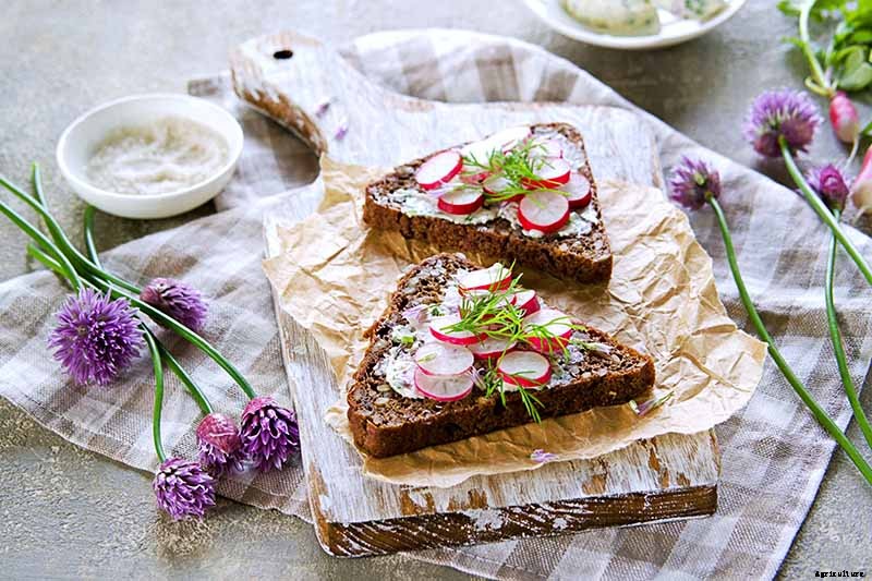 25 of the Best Radish Varieties for Your Veggie Garden