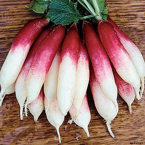 25 of the Best Radish Varieties for Your Veggie Garden