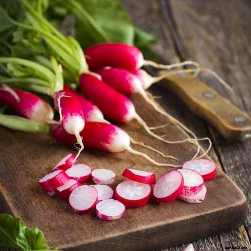 25 of the Best Radish Varieties for Your Veggie Garden