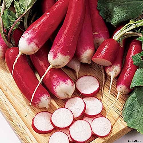 25 of the Best Radish Varieties for Your Veggie Garden