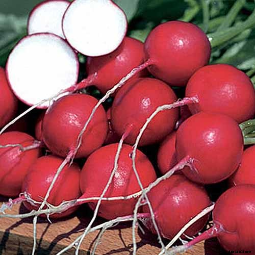 25 of the Best Radish Varieties for Your Veggie Garden