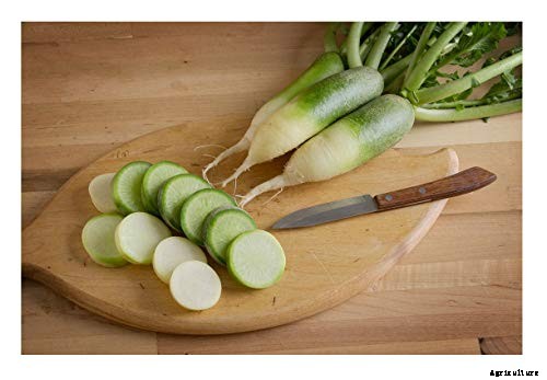 25 of the Best Radish Varieties for Your Veggie Garden