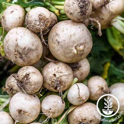 25 of the Best Radish Varieties for Your Veggie Garden