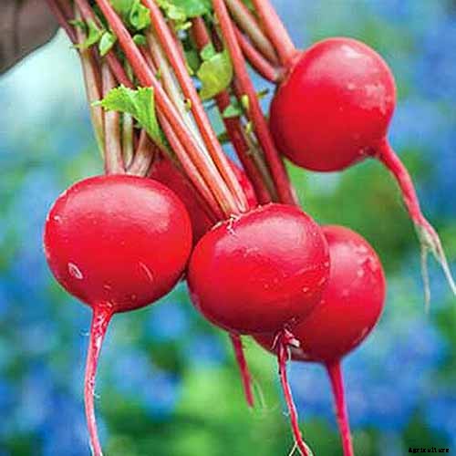 25 of the Best Radish Varieties for Your Veggie Garden