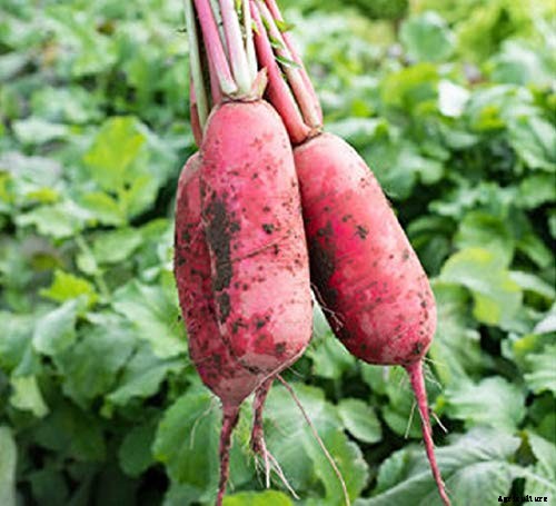 25 of the Best Radish Varieties for Your Veggie Garden