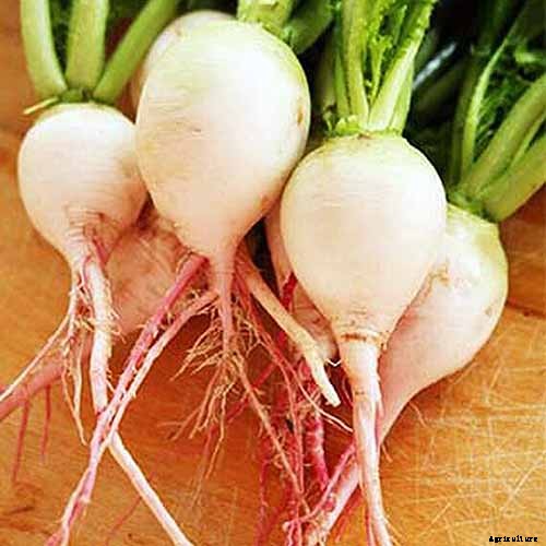 25 of the Best Radish Varieties for Your Veggie Garden