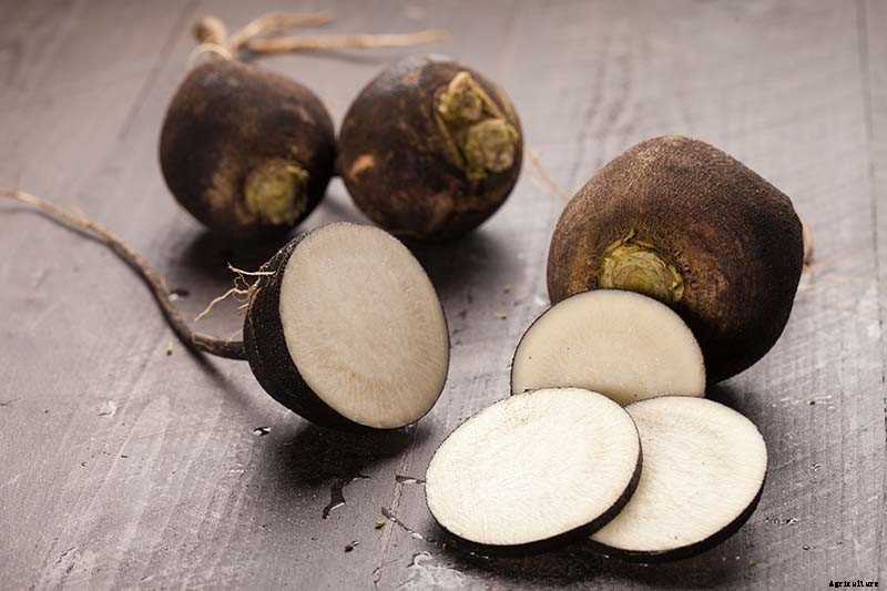 25 of the Best Radish Varieties for Your Veggie Garden