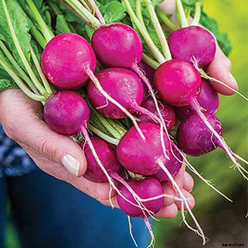 25 of the Best Radish Varieties for Your Veggie Garden