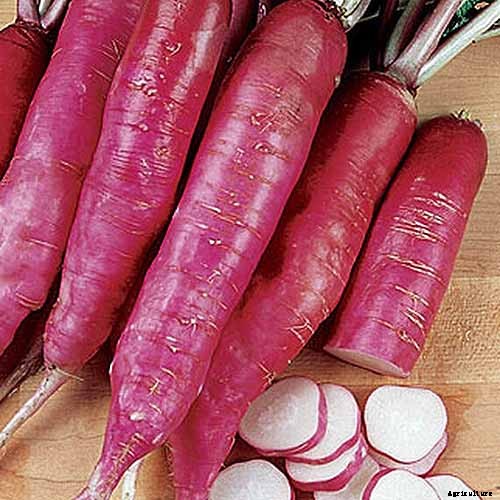 25 of the Best Radish Varieties for Your Veggie Garden