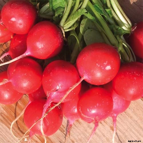 25 of the Best Radish Varieties for Your Veggie Garden