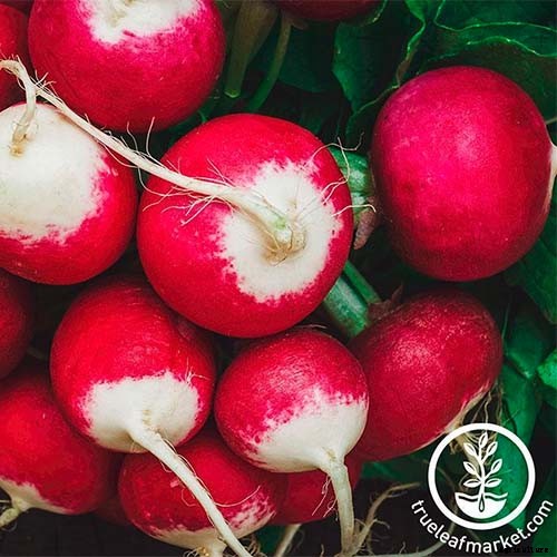 25 of the Best Radish Varieties for Your Veggie Garden