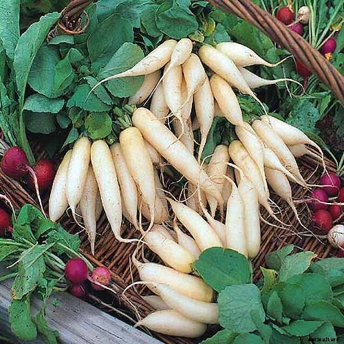25 of the Best Radish Varieties for Your Veggie Garden