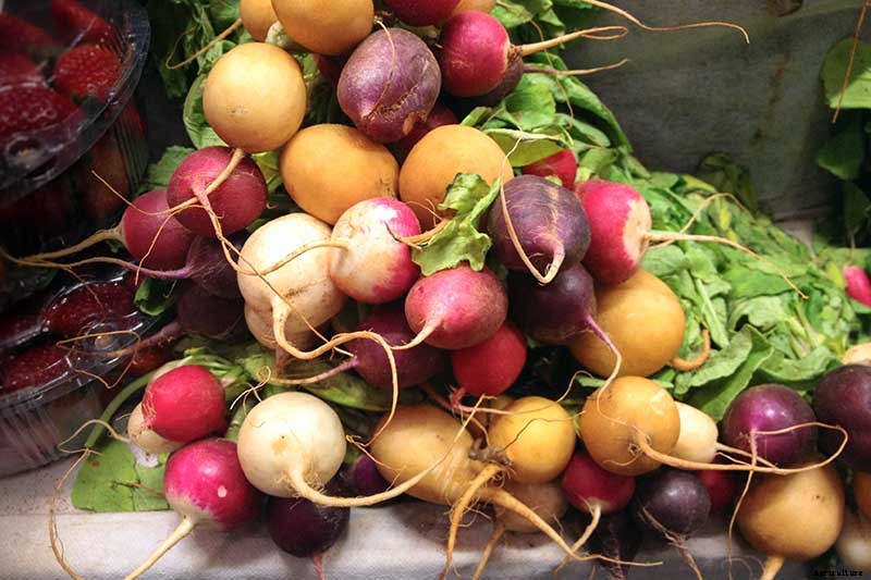 25 of the Best Radish Varieties for Your Veggie Garden