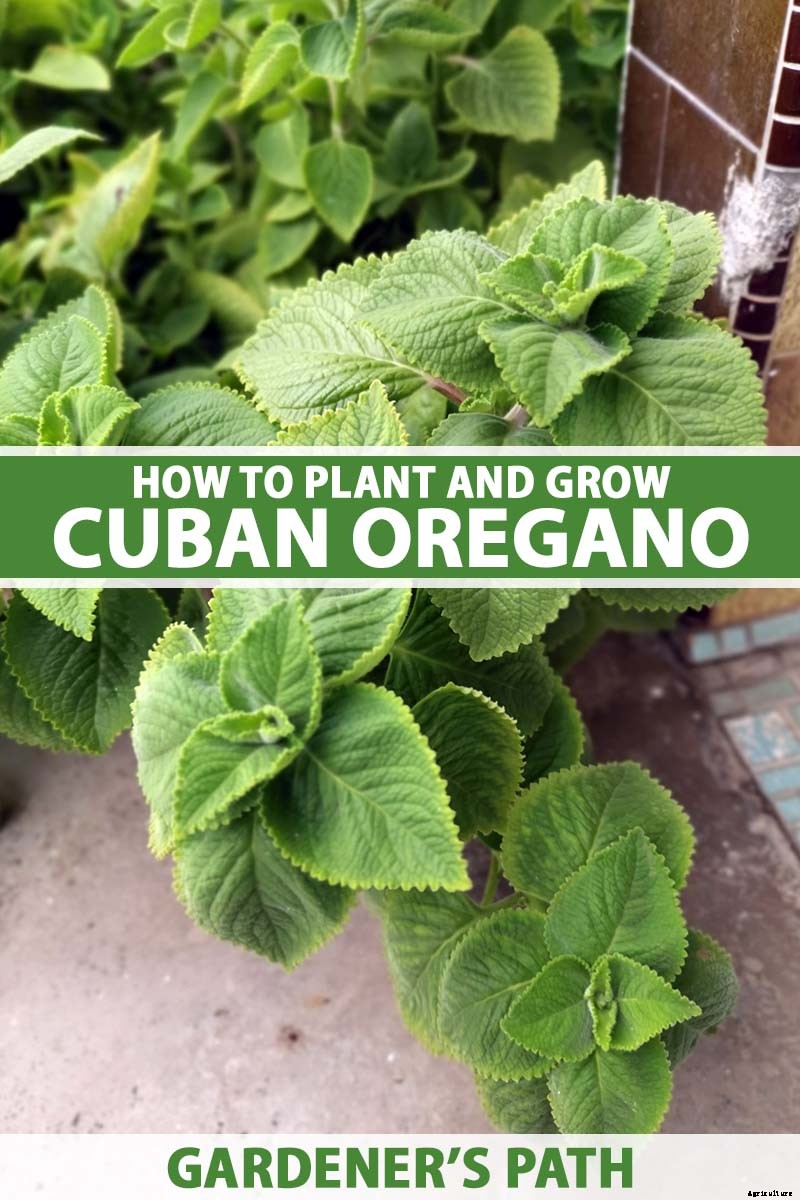How to Grow and Care for Cuban Oregano