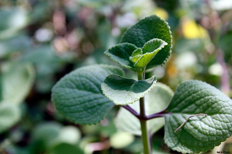 How to Grow and Care for Cuban Oregano