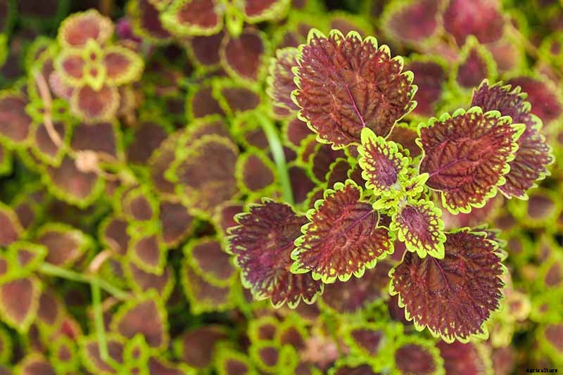 How to Grow and Care for Cuban Oregano