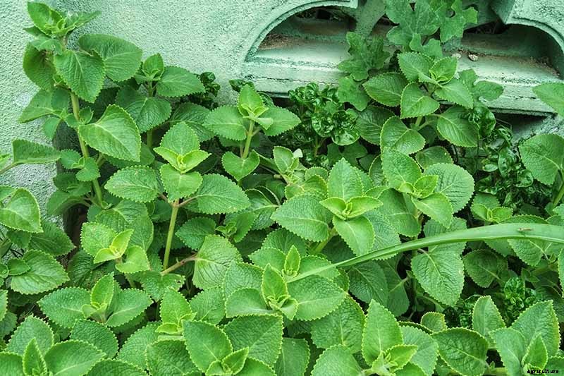 How to Grow and Care for Cuban Oregano