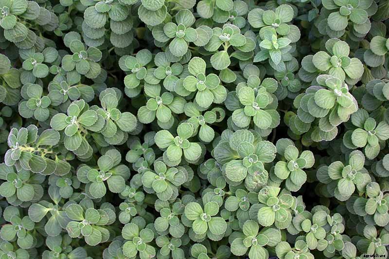 How to Grow and Care for Cuban Oregano