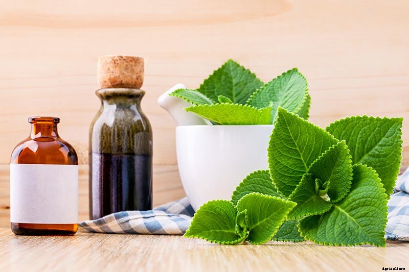 How to Grow and Care for Cuban Oregano