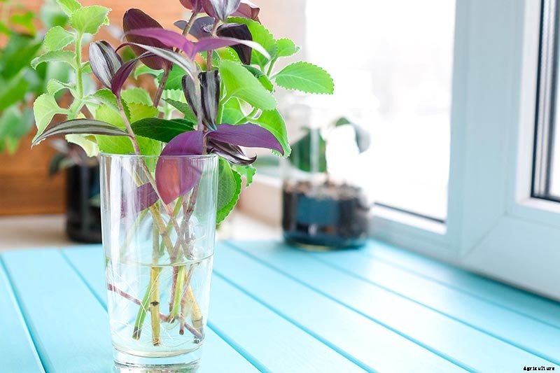 How to Grow and Care for Cuban Oregano