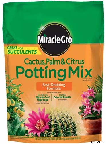 How to Grow and Care for Cuban Oregano