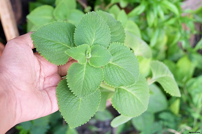 How to Grow and Care for Cuban Oregano