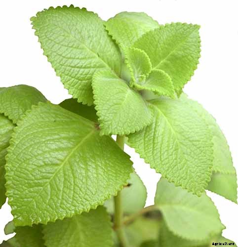 How to Grow and Care for Cuban Oregano