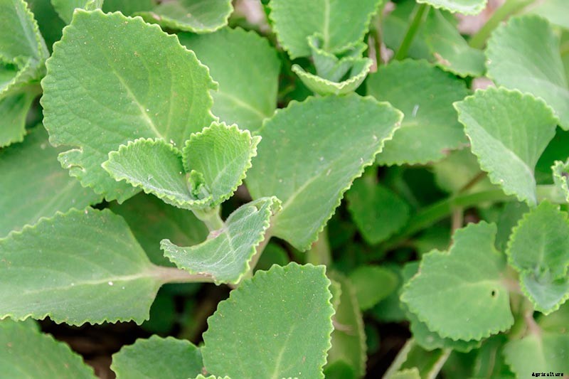 How to Grow and Care for Cuban Oregano