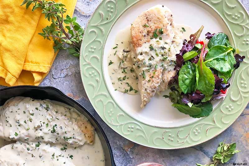 How to Grow and Care for Cuban Oregano