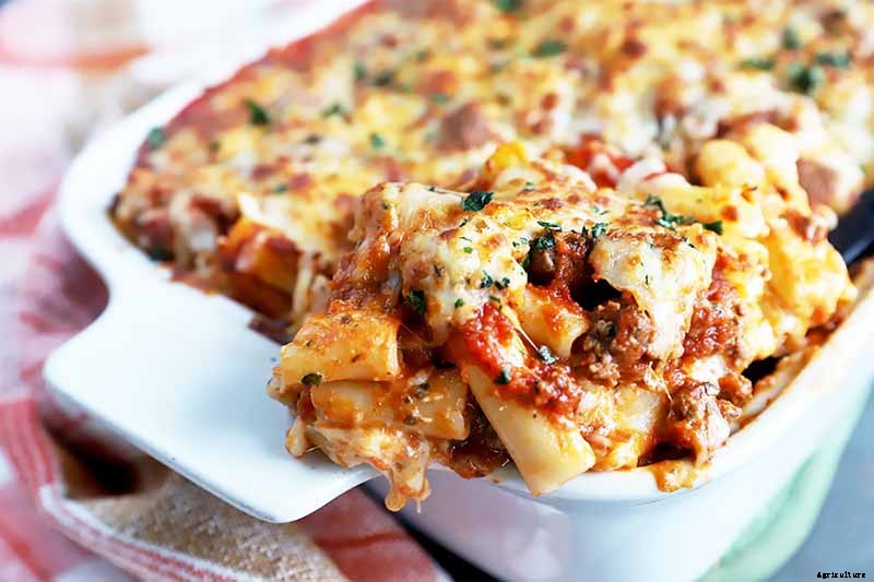 How to Grow and Care for Cuban Oregano