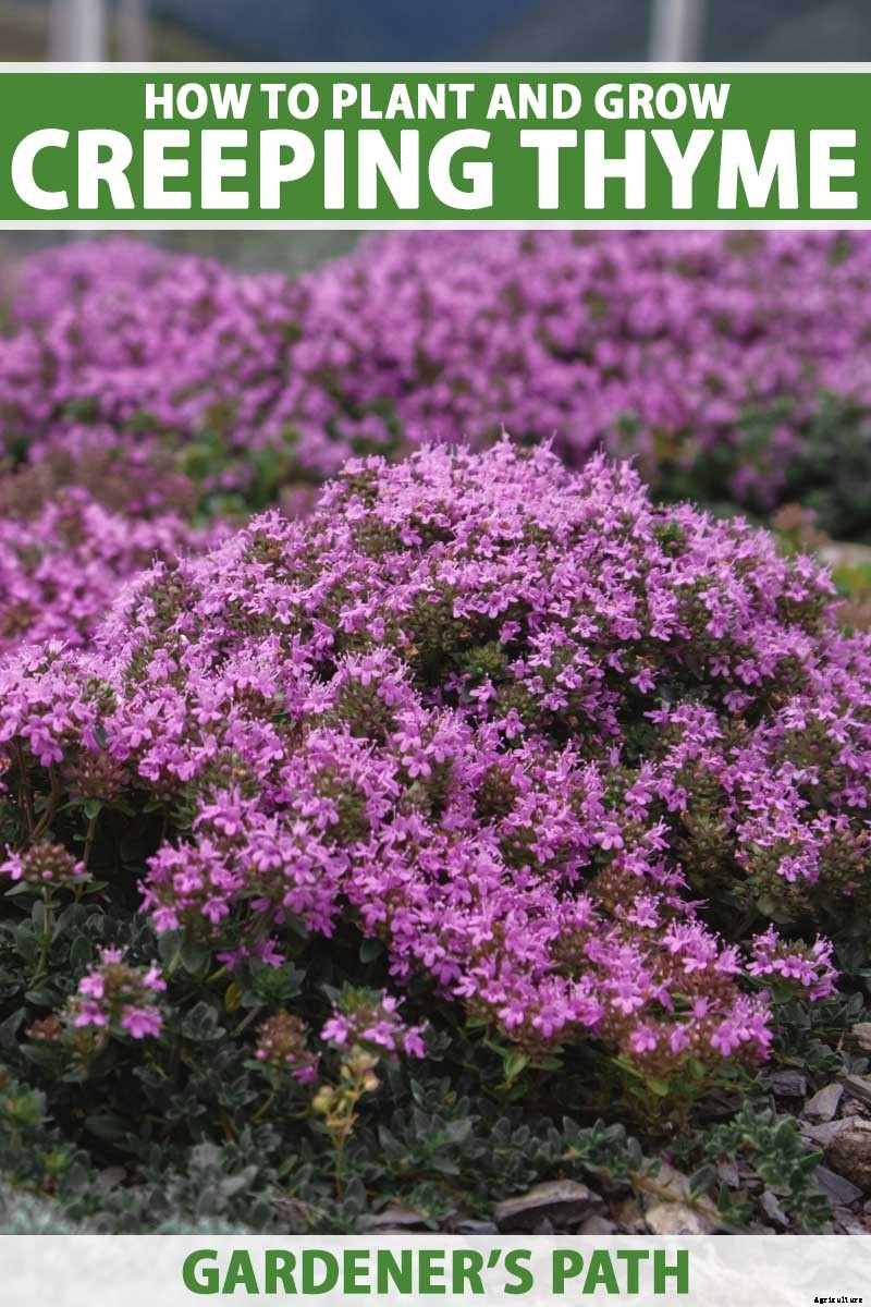 How to Grow Creeping Thyme as an Aromatic Ground Cover