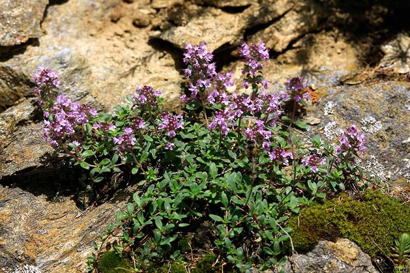 How to Grow Creeping Thyme as an Aromatic Ground Cover