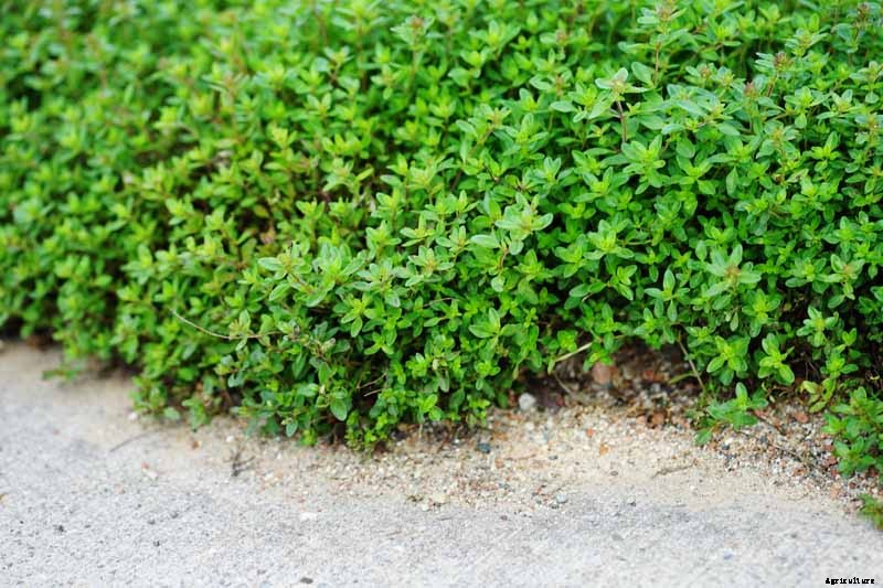 How to Grow Creeping Thyme as an Aromatic Ground Cover