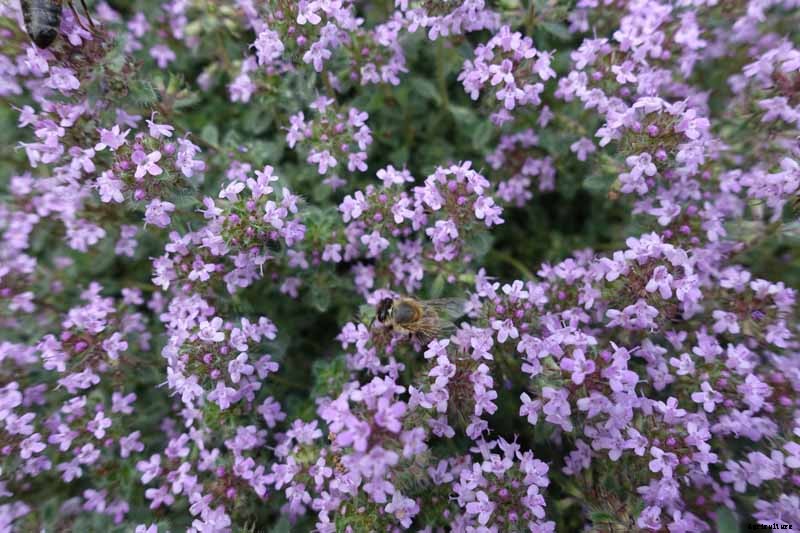 How to Grow Creeping Thyme as an Aromatic Ground Cover