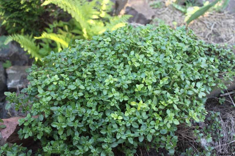 How to Grow Creeping Thyme as an Aromatic Ground Cover