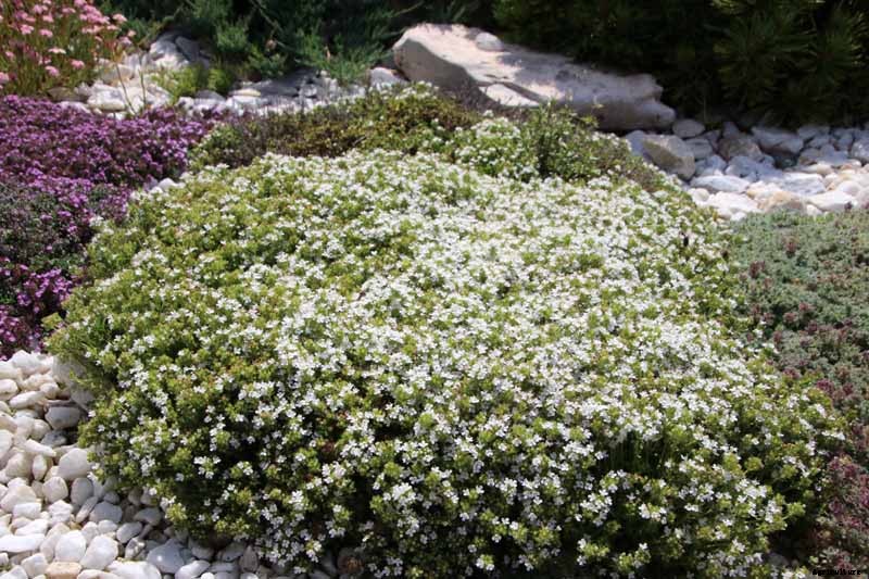 How to Grow Creeping Thyme as an Aromatic Ground Cover