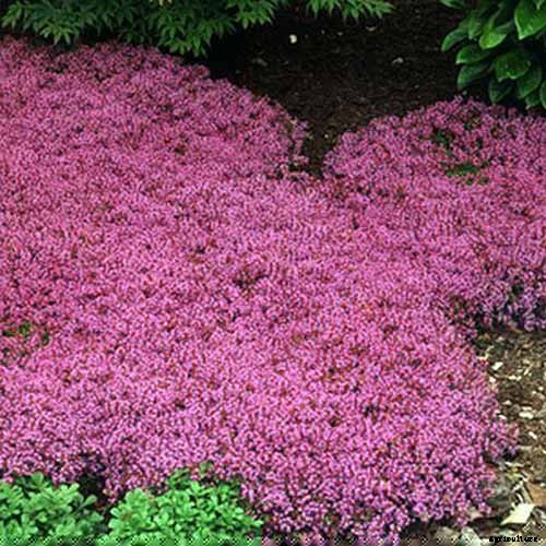 How to Grow Creeping Thyme as an Aromatic Ground Cover