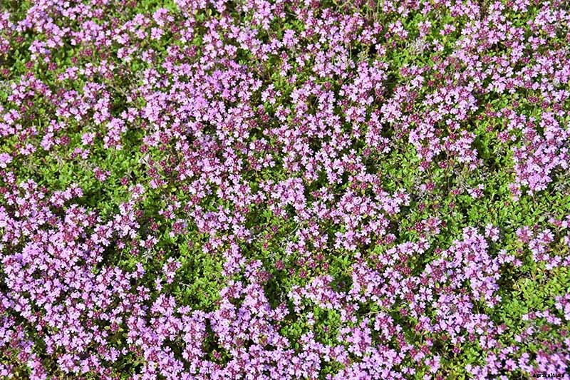 How to Grow Creeping Thyme as an Aromatic Ground Cover