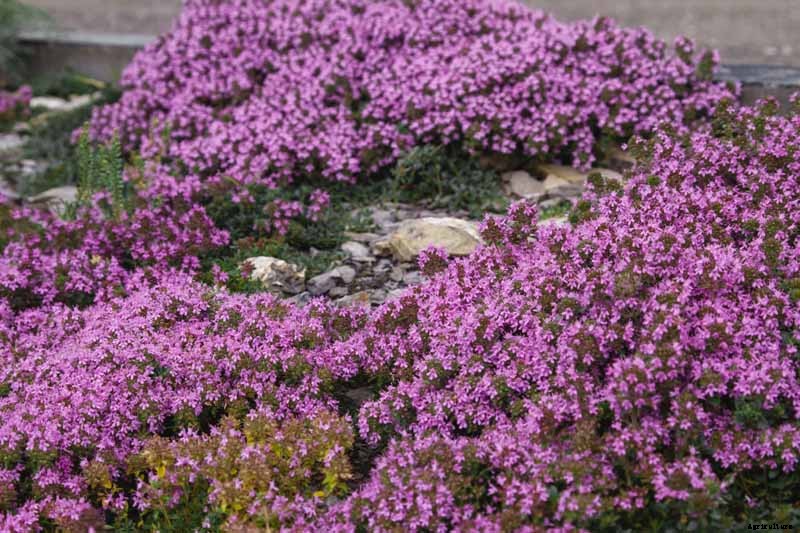 How to Grow Creeping Thyme as an Aromatic Ground Cover